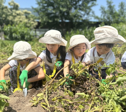 감자를 수확해요!